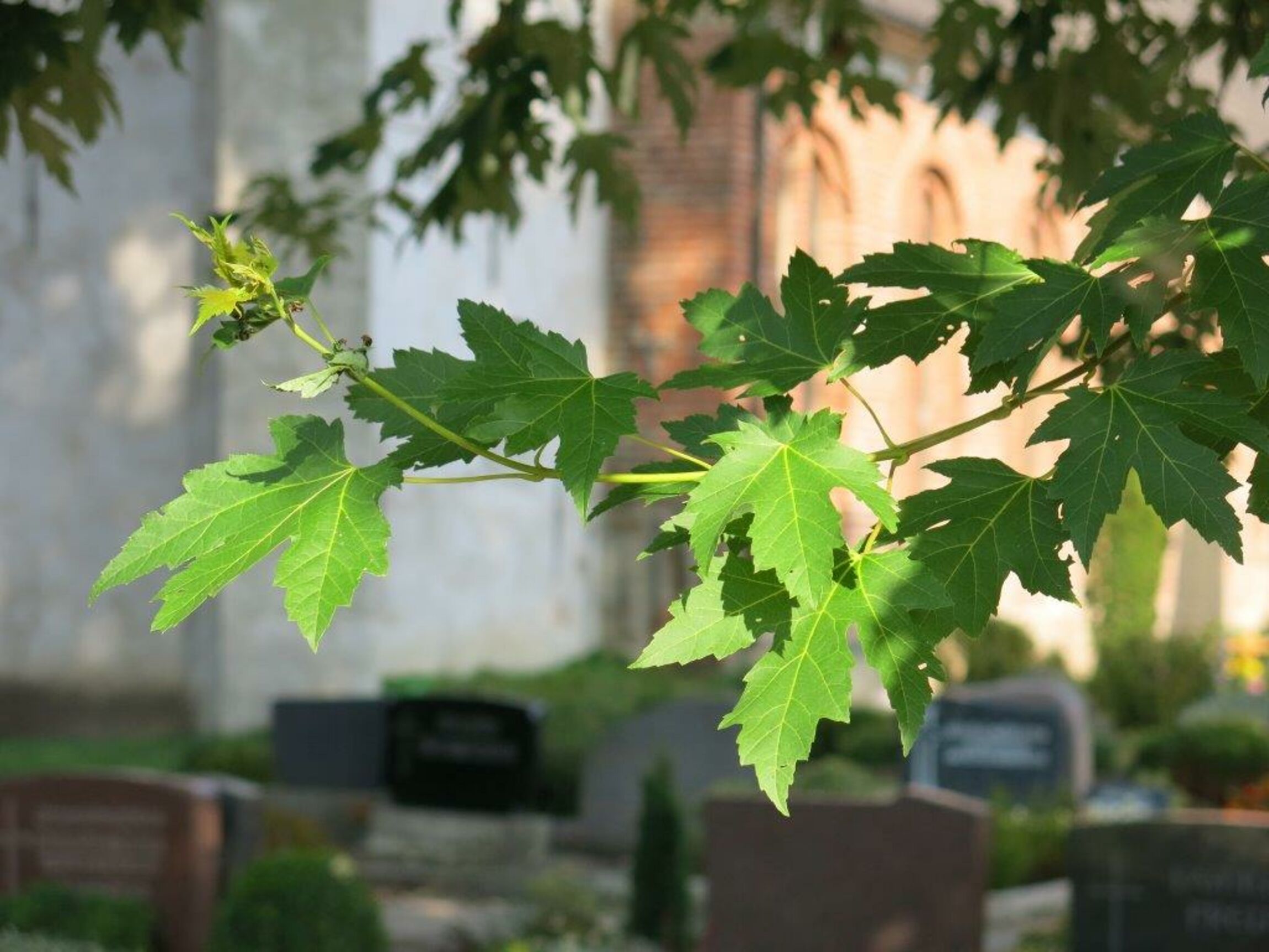 Friedhof